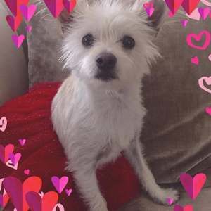 Meet your Posher, Sandy